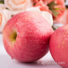 Pomme fraîche de haut niveau pour la pomme rouge fuji